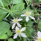 White flowers with green leaves on a natural background