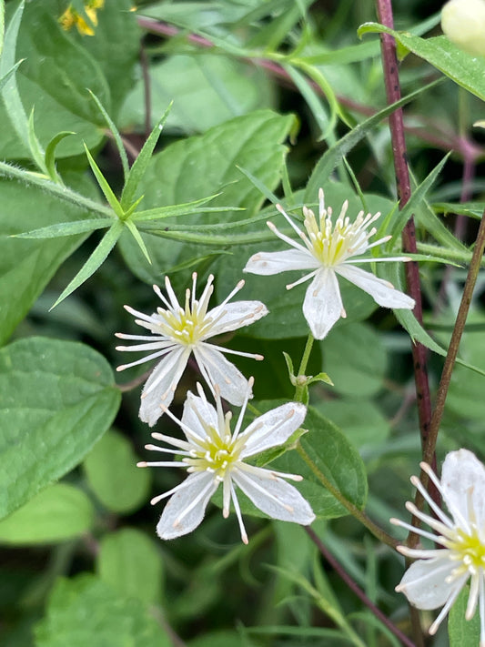 White flowers with green leaves on a natural background