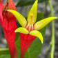 Close-up of a red and yellow flower with green leaves.