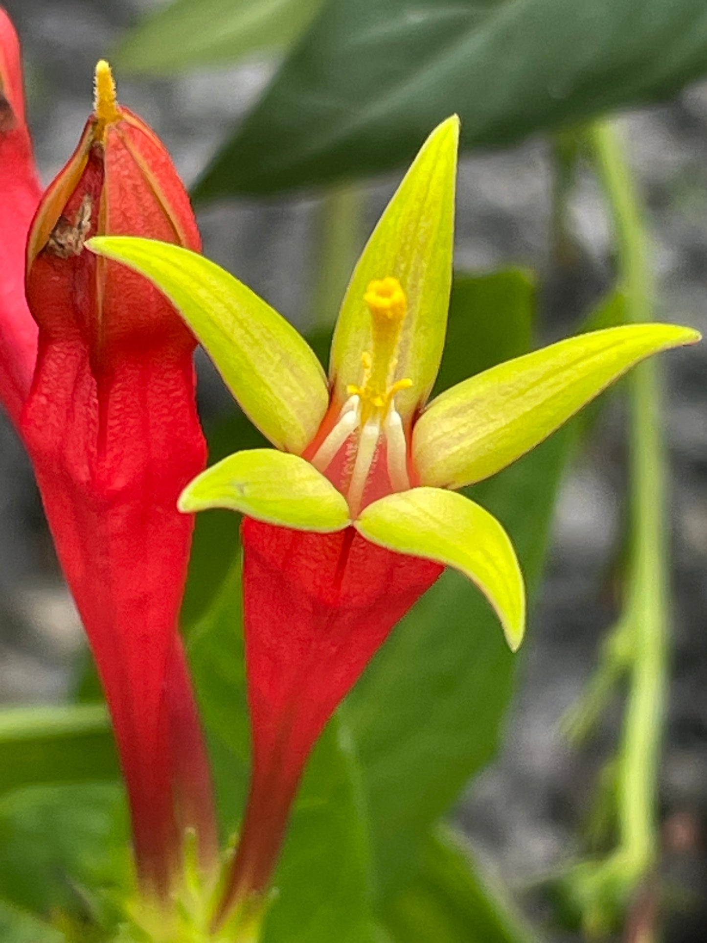 Close-up of a red and yellow flower with green leaves.