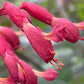 Close-up of red flowers