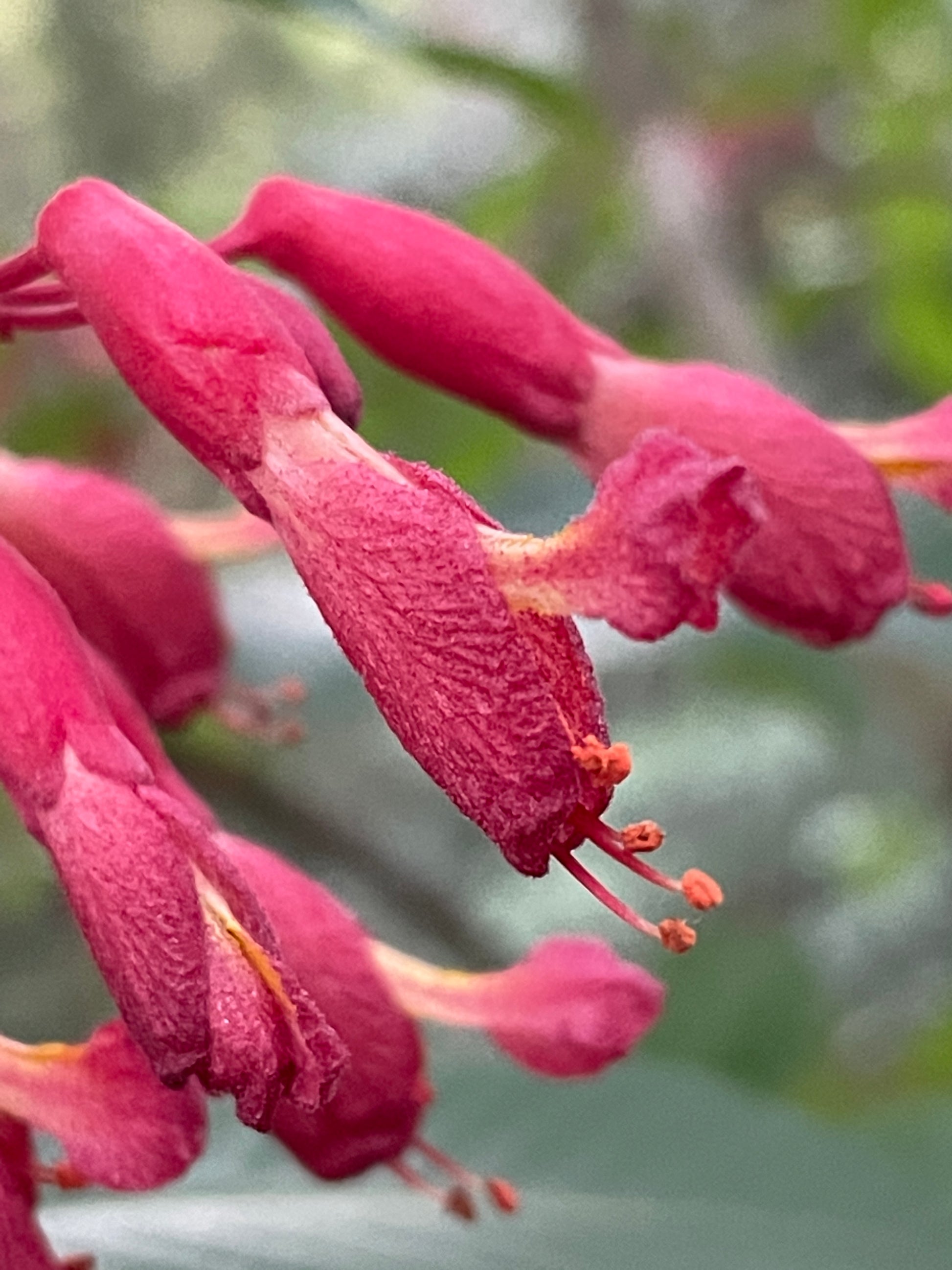 Close-up of red flowers