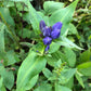Purple flower with green leaves in a natural setting