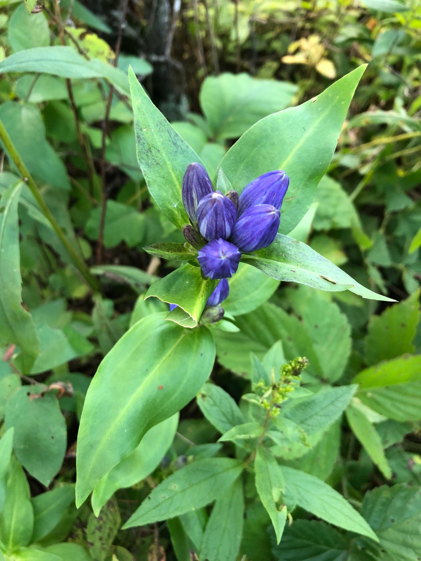 Purple flower with green leaves in a natural setting