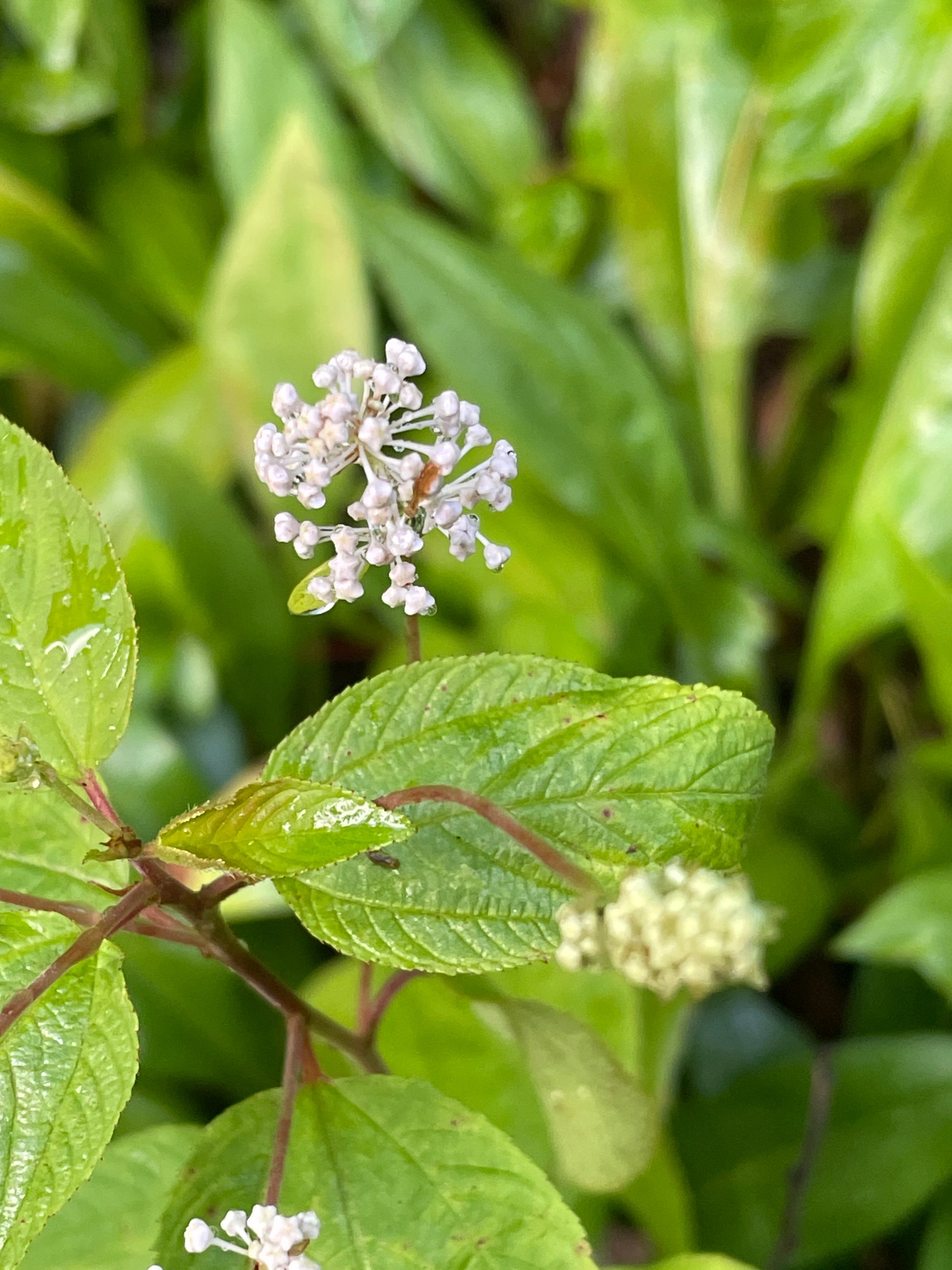 Clusters of small white flowers against medium green leaves with red stems