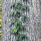A climbing vine with glossy green leaves climbing up a tree trunk.