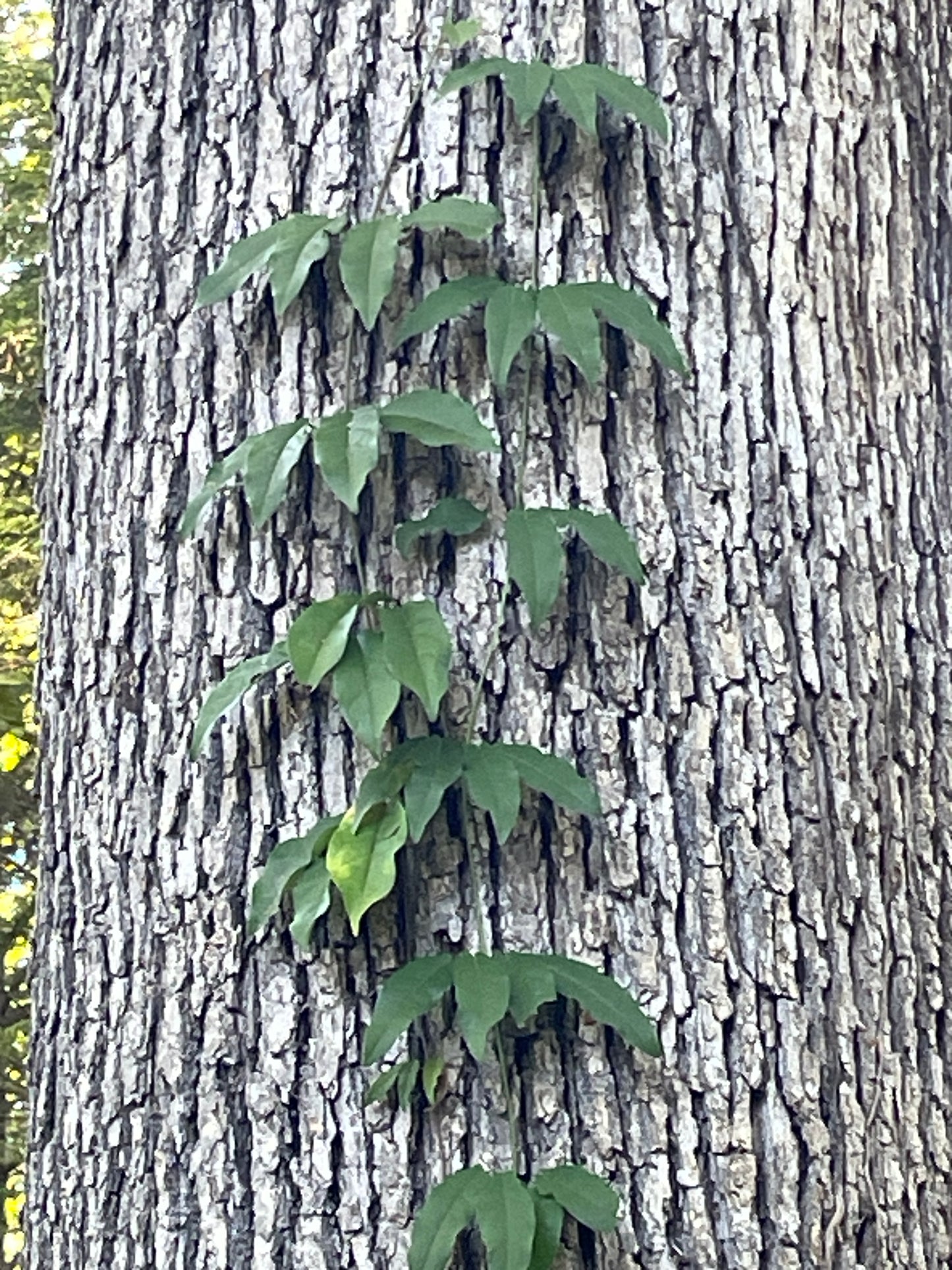 A climbing vine with glossy green leaves climbing up a tree trunk.