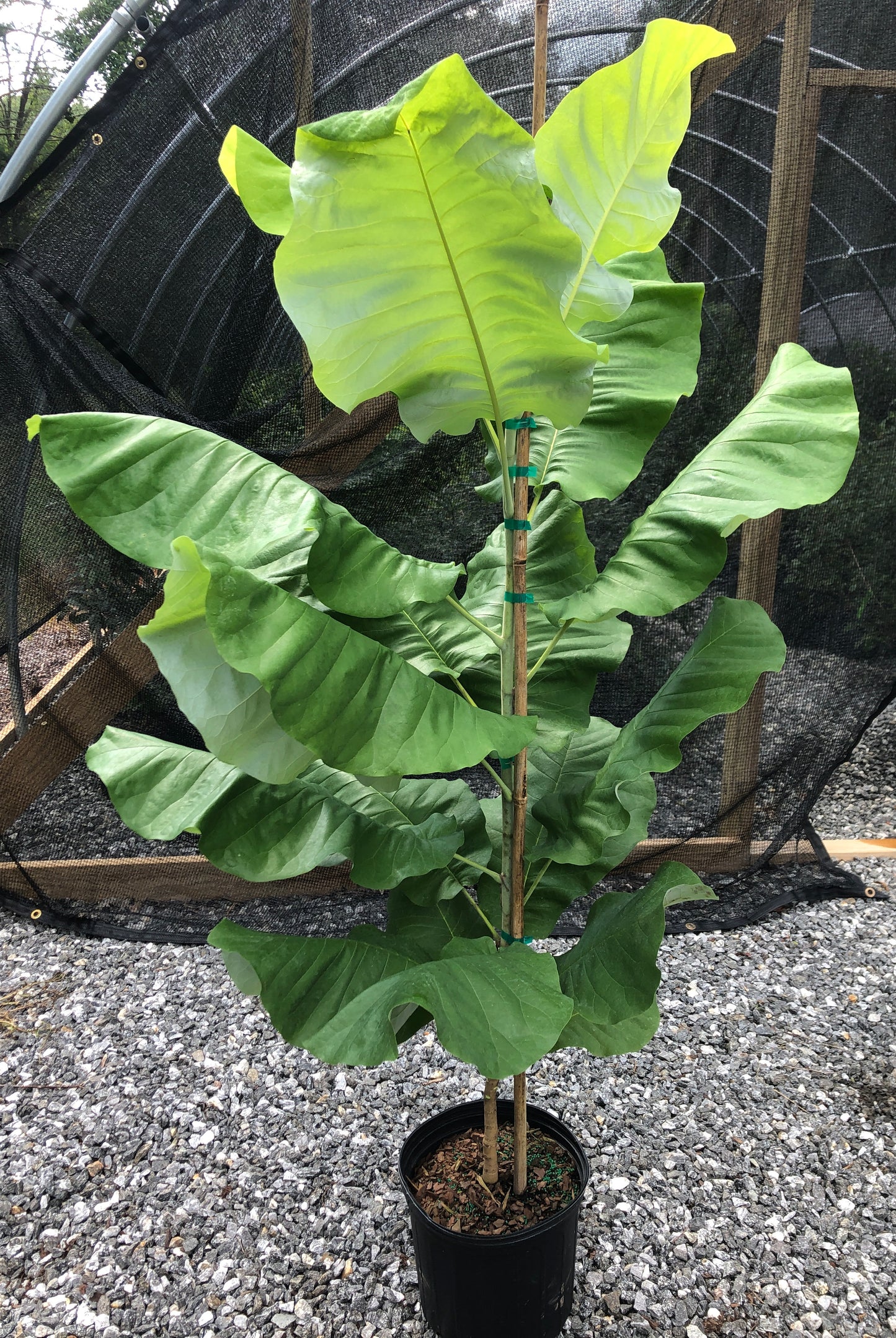 Bigleaf Magnolia, Magnolia macrophylla