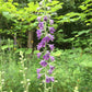 Tall Larkspur, Delphinium exaltatum