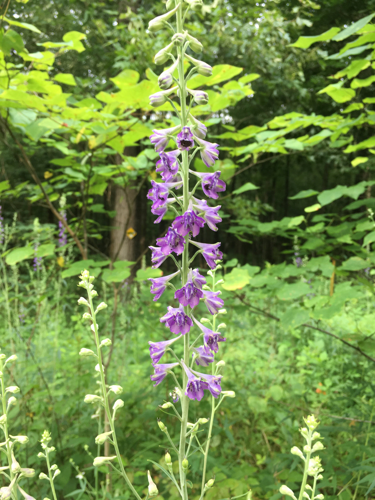Tall Larkspur, Delphinium exaltatum