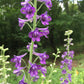 Tall Larkspur, Delphinium exaltatum