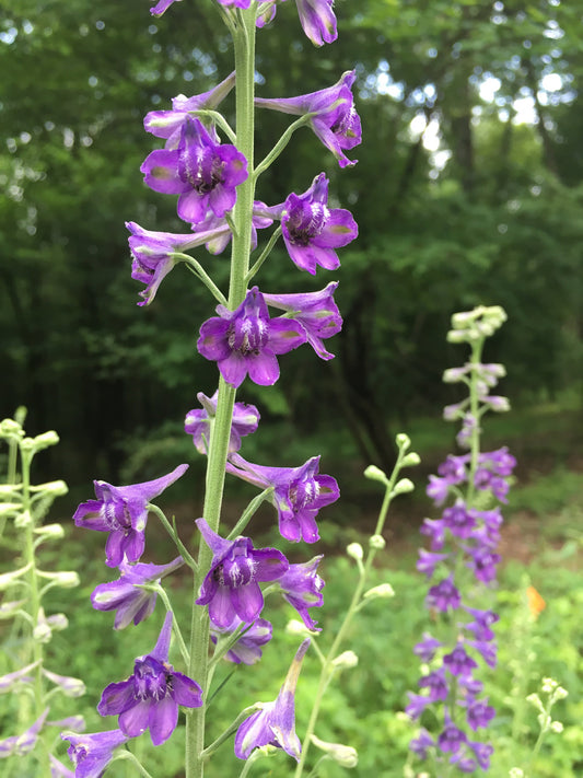 Tall Larkspur, Delphinium exaltatum