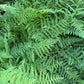 Close-up of lush green fern fronds filling the frame, with layered delicate leaves and natural outdoor lighting.