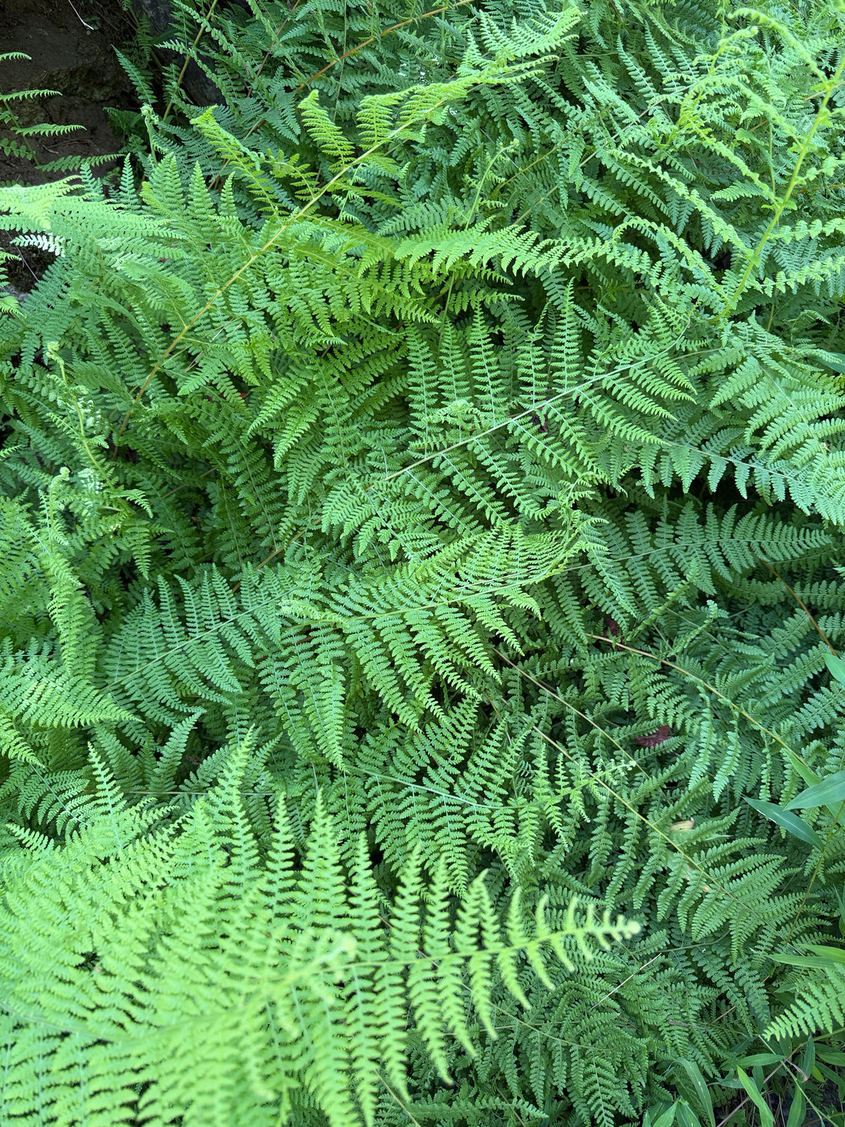Close-up of lush green fern fronds filling the frame, with layered delicate leaves and natural outdoor lighting.