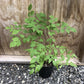 Devil's Walking Stick, Aralia spinosa