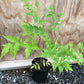 Plant in a pot