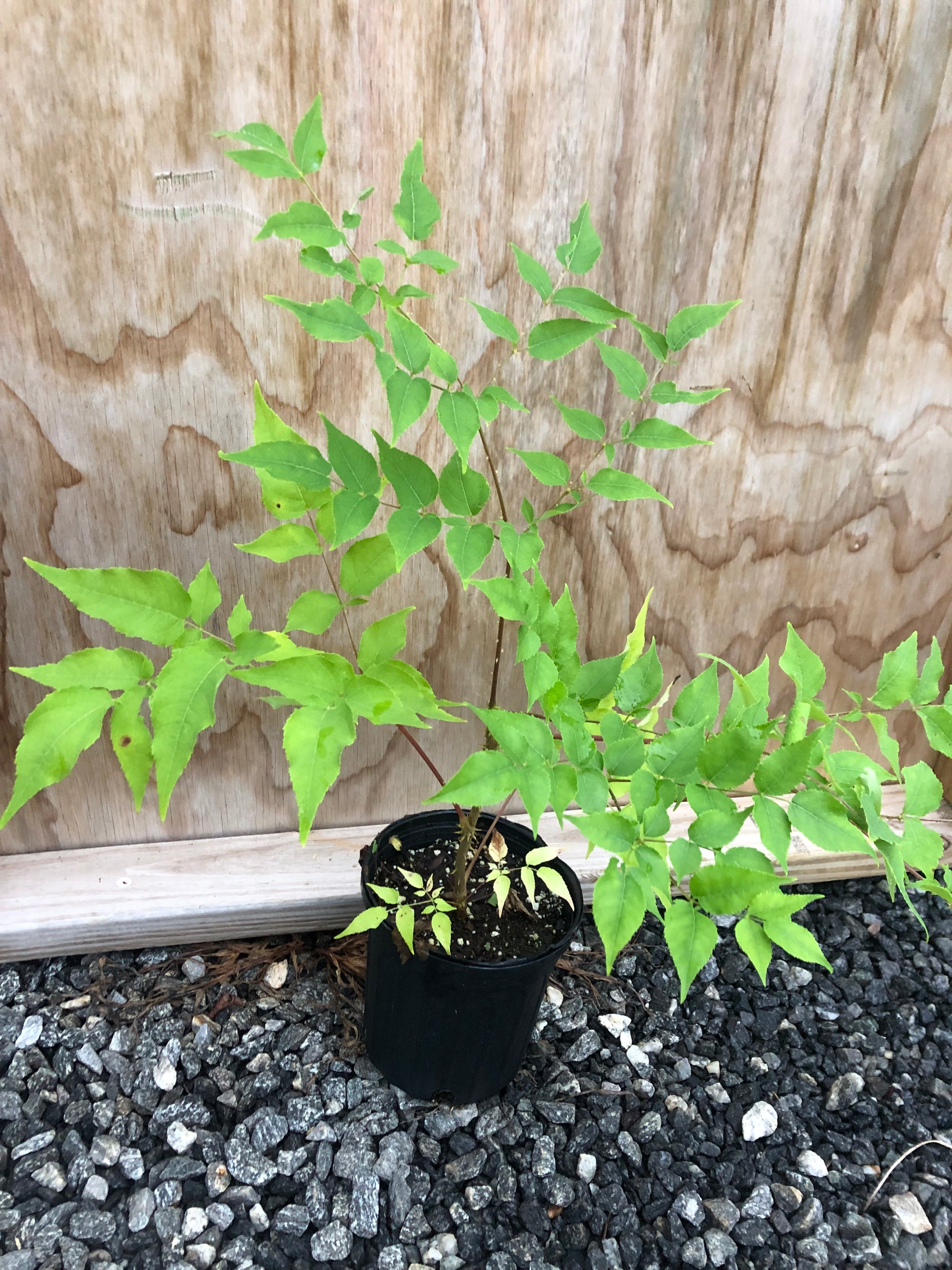 Plant in a pot
