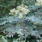 Clusters of white flowers on a plant