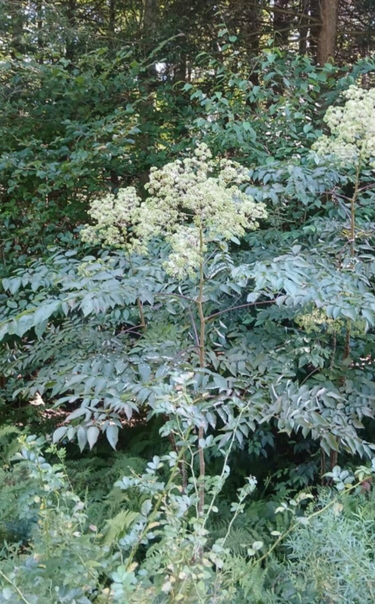 Clusters of white flowers on a plant