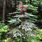 Plant at the edge of a forest