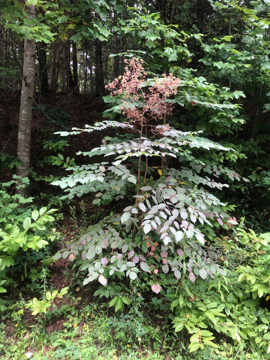 Plant at the edge of a forest
