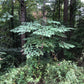 Plant at the edge of a forest