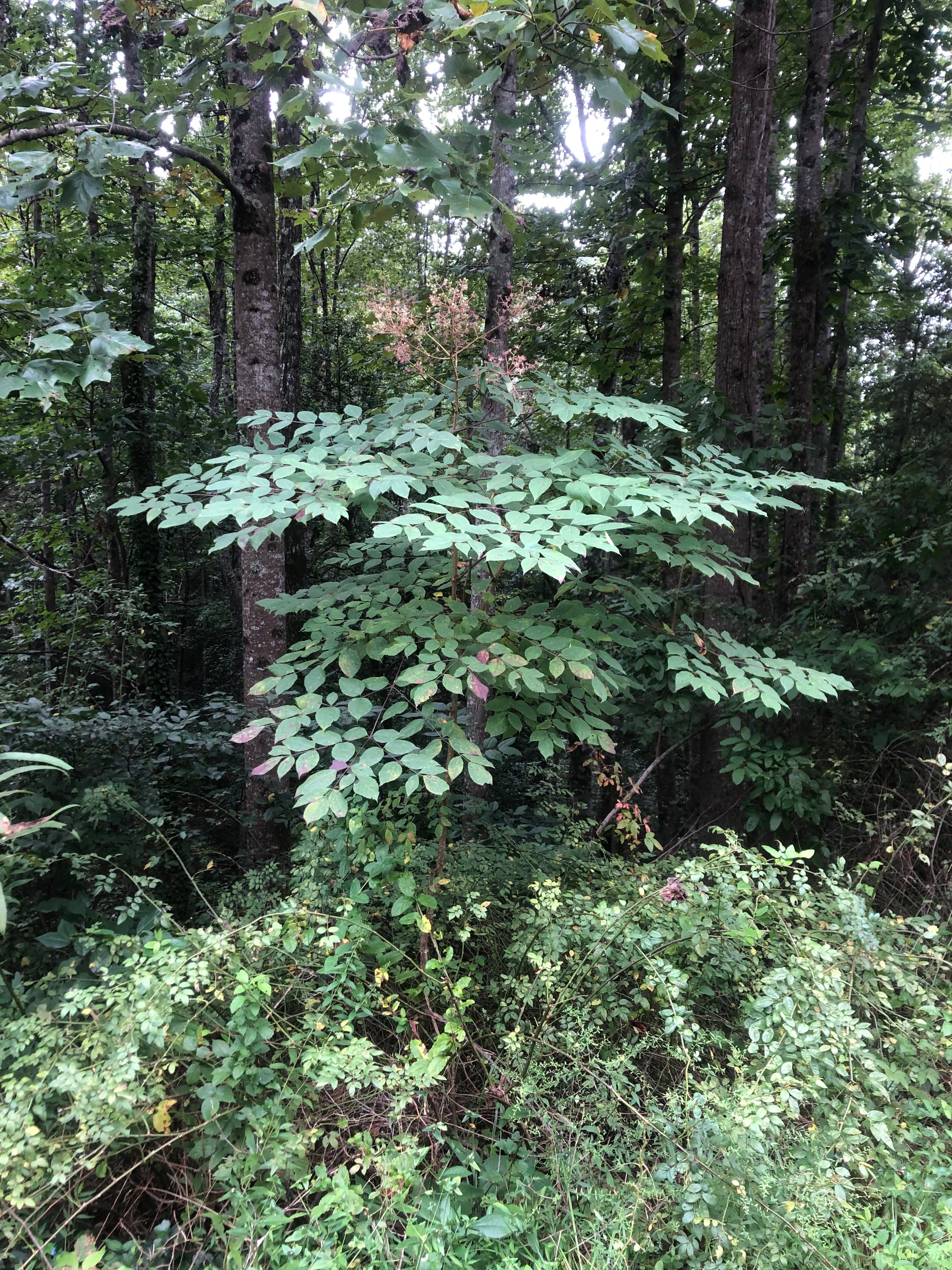 Plant at the edge of a forest