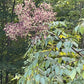 Cluster of flowers