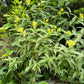 Southern Bush Honeysuckle, Diervilla sessilifolia