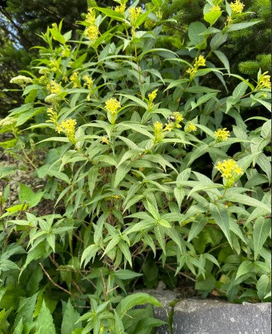 Southern Bush Honeysuckle, Diervilla sessilifolia