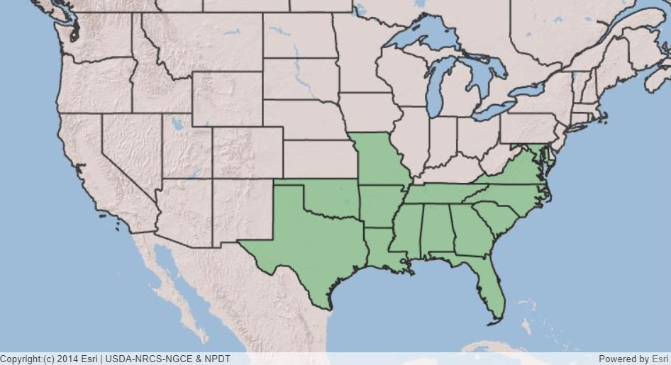 Map of the US showing the native range of American beautyberry mainly in the Southeast US