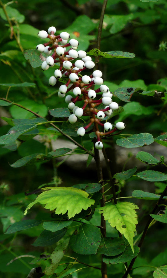 Plant with white berries and green leaves on a blurred natural background