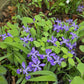 Purple flowers with green leaves in a natural setting
