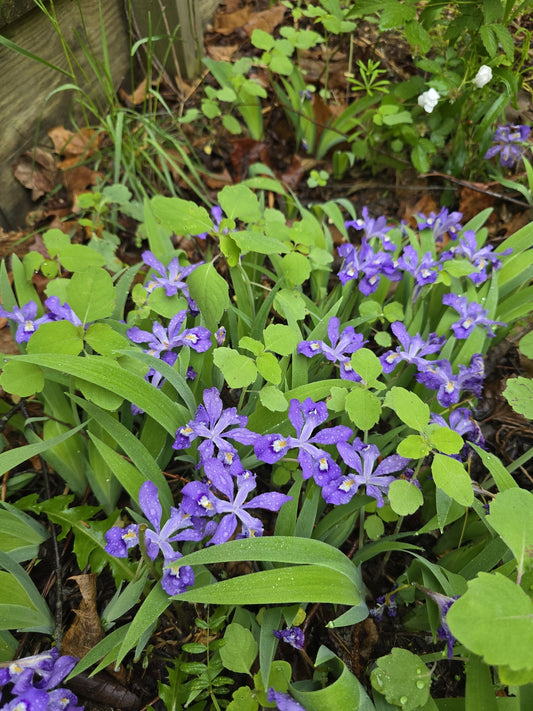 Purple flowers with green leaves in a natural setting