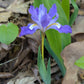 Purple flower with white center surrounded by green leaves and brown leaves on the ground