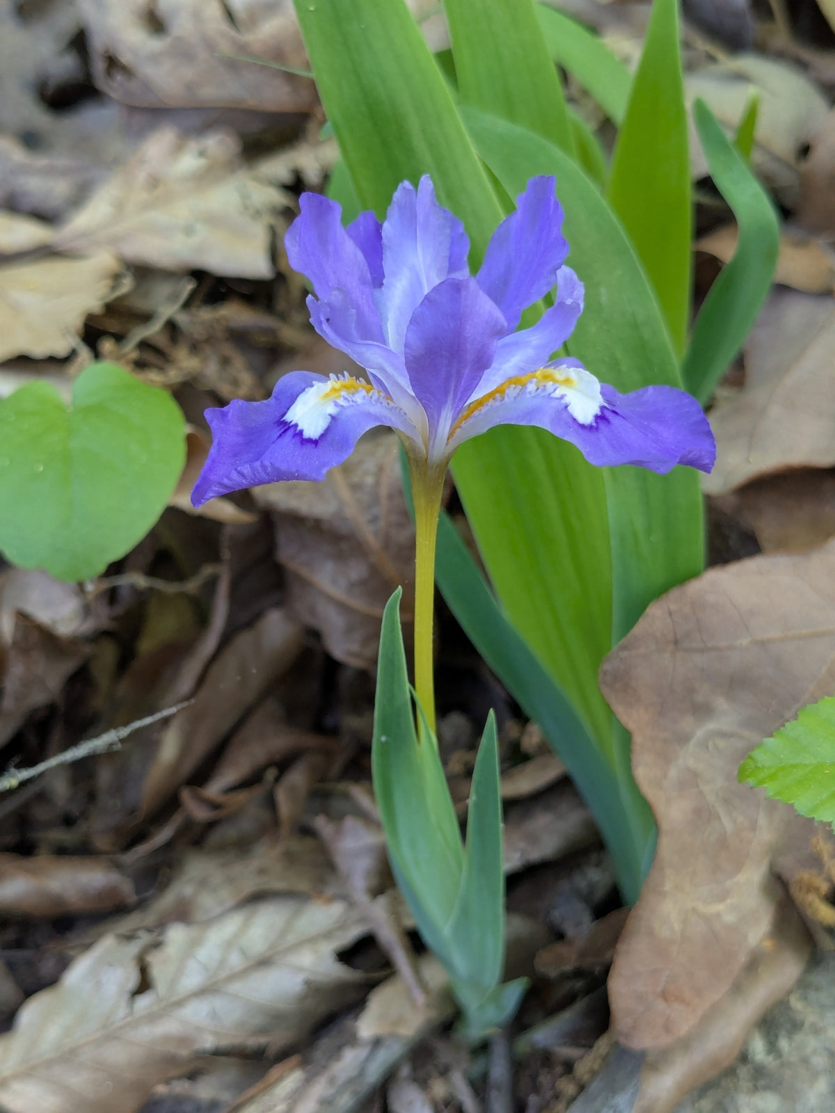 Purple flower with white center surrounded by green leaves and brown leaves on the ground