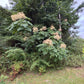 Devil's Walking Stick, Aralia spinosa