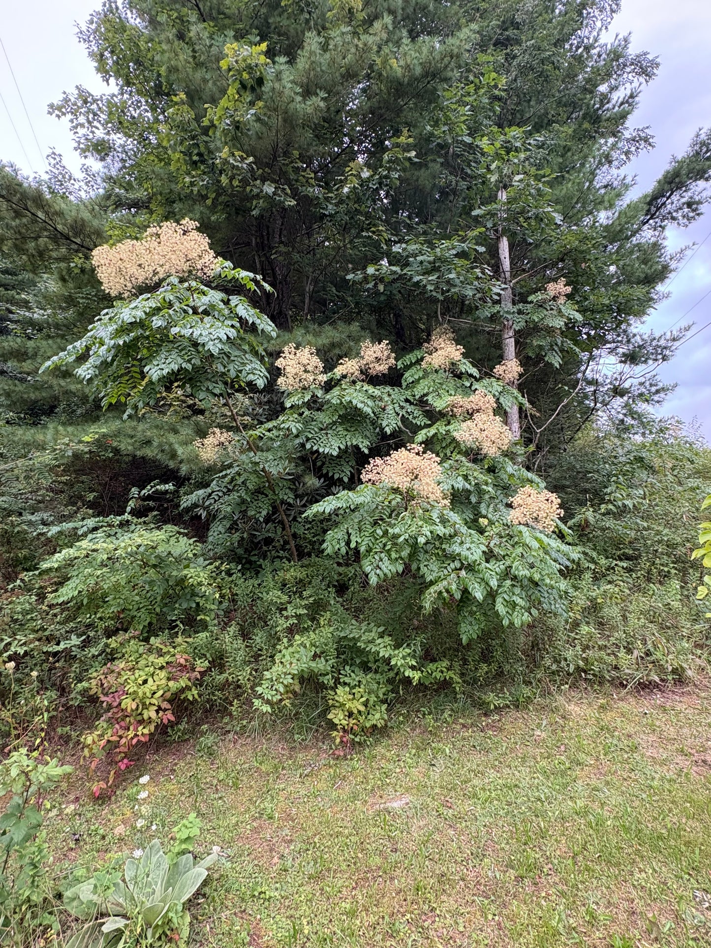 Devil's Walking Stick, Aralia spinosa