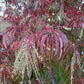 Sourwood, Oxydendrum arboreum