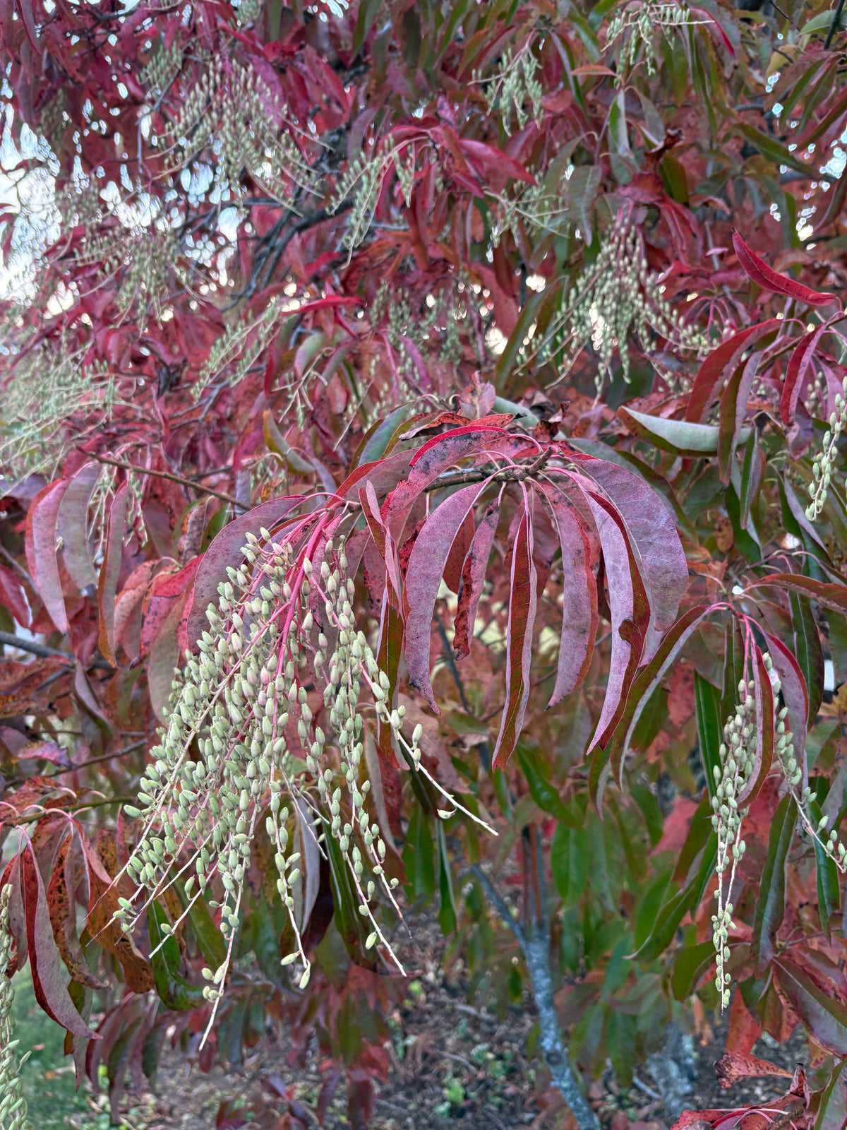 Sourwood, Oxydendrum arboreum