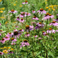Purple Coneflower, Echinacea purpurea