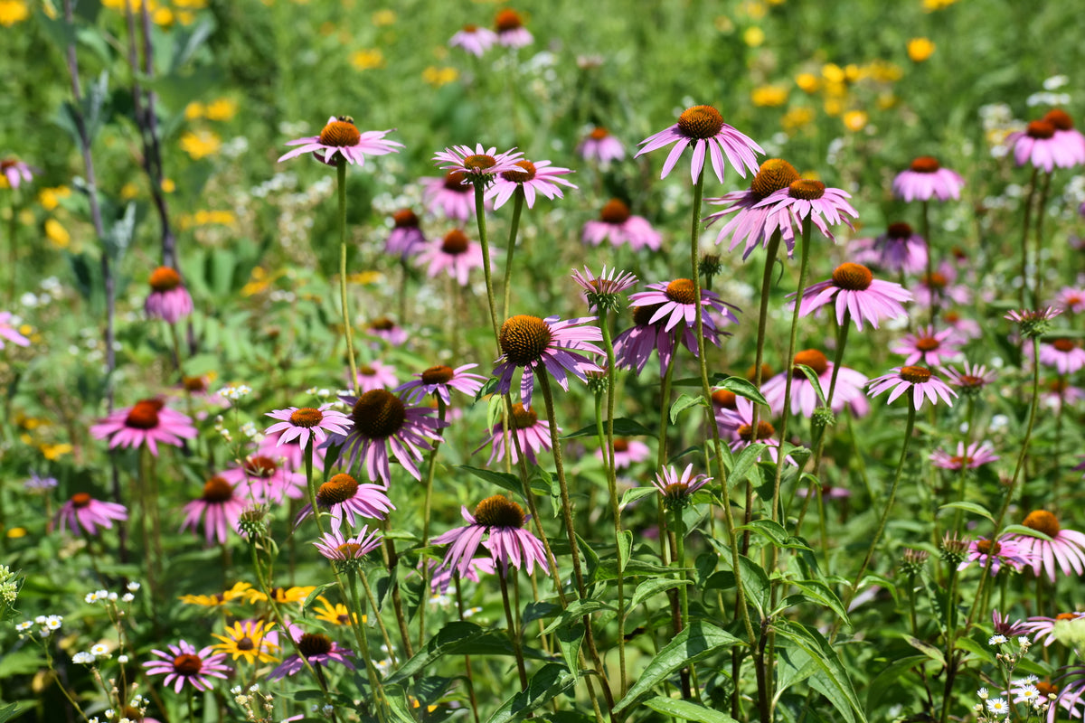 Purple Coneflower, Echinacea purpurea