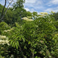 American Elderberry, Sambucus canadensis