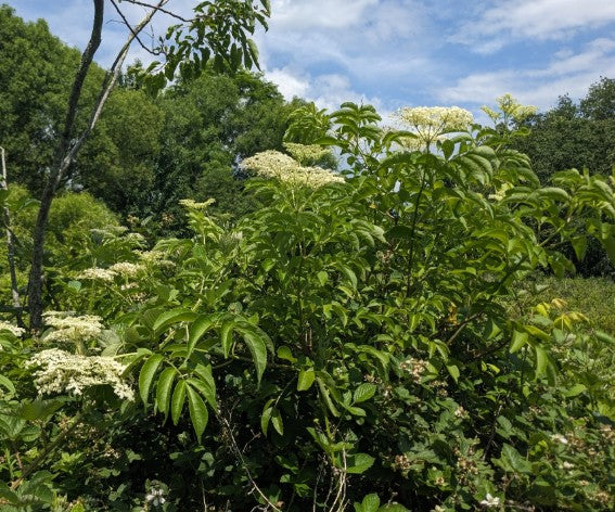 American Elderberry, Sambucus canadensis