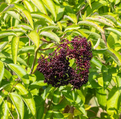 American Elderberry, Sambucus canadensis