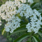 American Elderberry, Sambucus canadensis