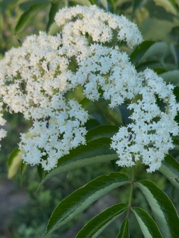 American Elderberry, Sambucus canadensis