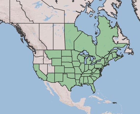 American Elderberry, Sambucus canadensis