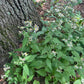Wildflowers with small white and yellow blossoms growing along the base of a large tree trunk in a forest setting.