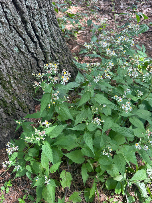 Wildflowers with small white and yellow blossoms growing along the base of a large tree trunk in a forest setting.
